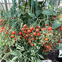 "Bậc thầy tạo quả" trồng cây cà chua cho ra hơn nghìn quả