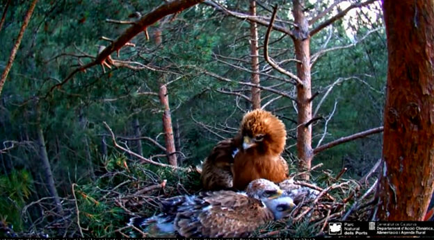 Mother steppe eagle protecting her chicks.