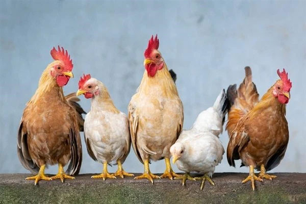 Gà mái có thể tiến hóa thành gà trống, nếu hội đủ điều kiện.
