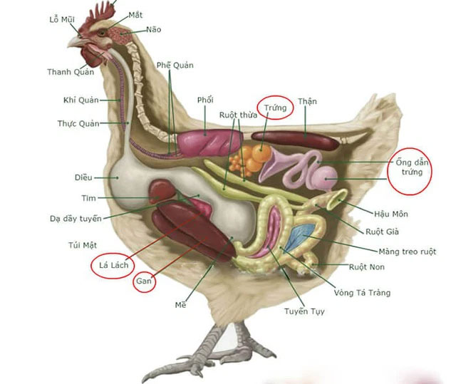 Giải phẫu của một con gà.