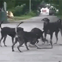 Rắn hổ mang bị 5 chó nhà cắn xé tơi bời mà vẫn thoát chết thần kỳ