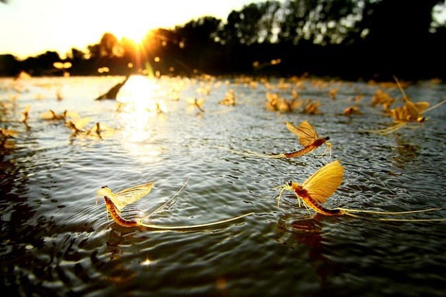 Con vật vờ kỳ lạ ở sông Hồng, sống vài giờ nhưng lưu danh đặc sản, giá tới cả triệu đồng