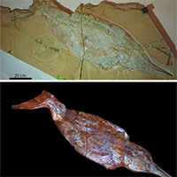 Tìm thấy hóa thạch hoàn chỉnh 150 triệu năm của thằn lằn cá
