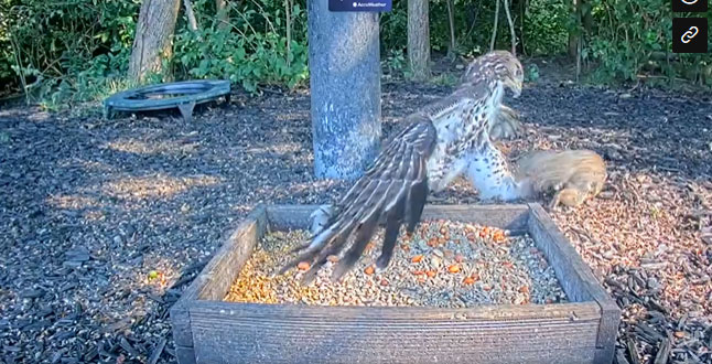 Diều hâu lao xuống, tóm gọn con sóc trong nháy mắt.