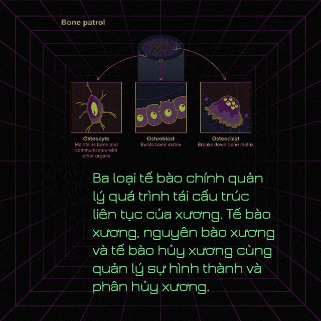 Ngôn ngữ của những bộ xương và những điều thú vị chưa biết