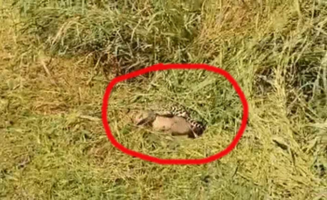 Cáo ăn cua lao ra từ bụi rậm, mèo gấm nhanh nhẹn vồ lấy con mồi.