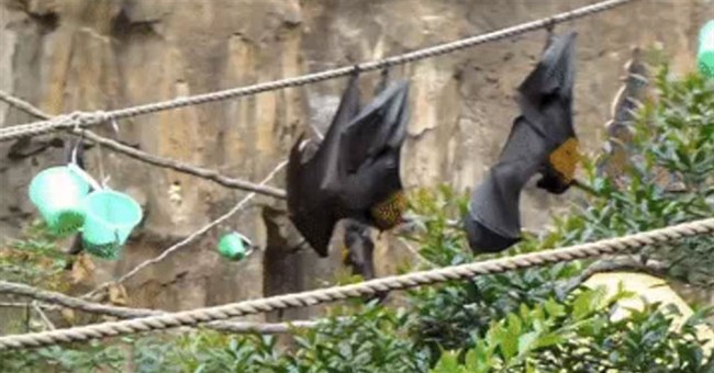 Dơi thường treo ngược cơ thể trong tư thế "trồng cây chuối", vậy chúng đi vệ sinh ra sao?