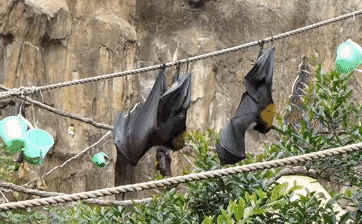 Cách dơi đi vệ sinh