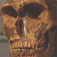 Sự tuyệt chủng của người Neanderthal không phải do tổ tiên chúng ta gây ra trong một sớm một chiều!
