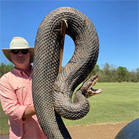 Hình ảnh con rắn mập mạp này nhận được hơn 12 ngàn lượt chia sẻ, đây là loài rắn gì?