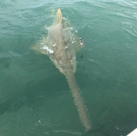 Man encounters a strange creature 4 meters long on a fishing trip at sea – thepressagge.com