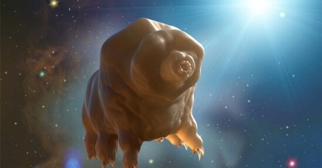 Sự thật choáng về sinh vật định cư Mặt Trăng nhờ “ đi lậu vé” tàu vũ trụ