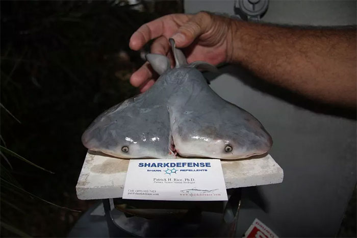 Đến nay, cá mập xanh là loài có nhiều cá thể con 2 đầu nhất