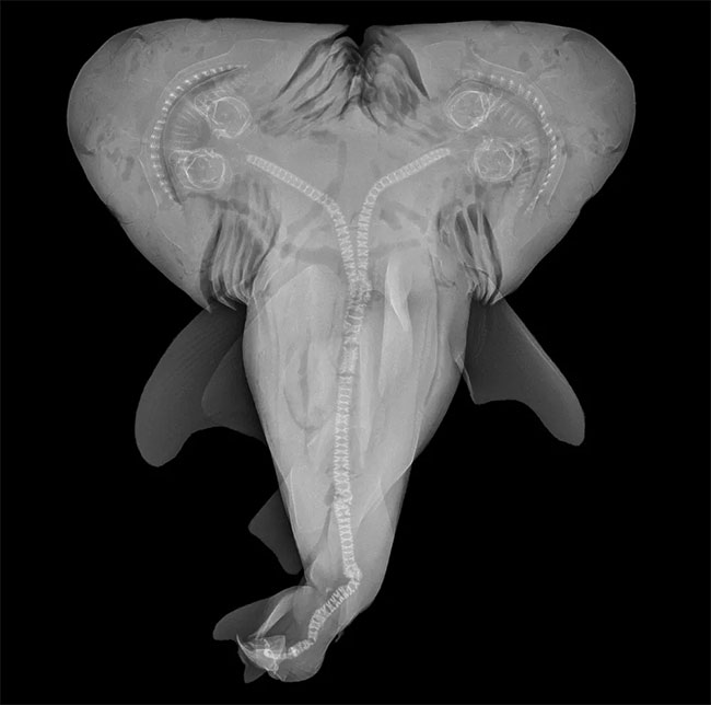  Chụp MRI một con cá mập bò hai đầu. 