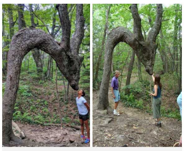 Árbol de cabeza de dragón