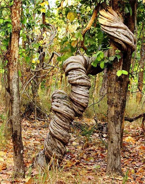 Árbol de cañón de agua en el bosque profundo