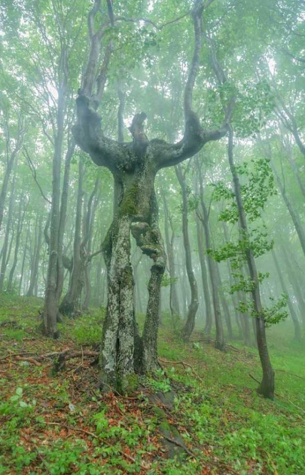 Árbol mágico andante