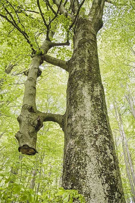 Padre árbol sosteniendo al bebé