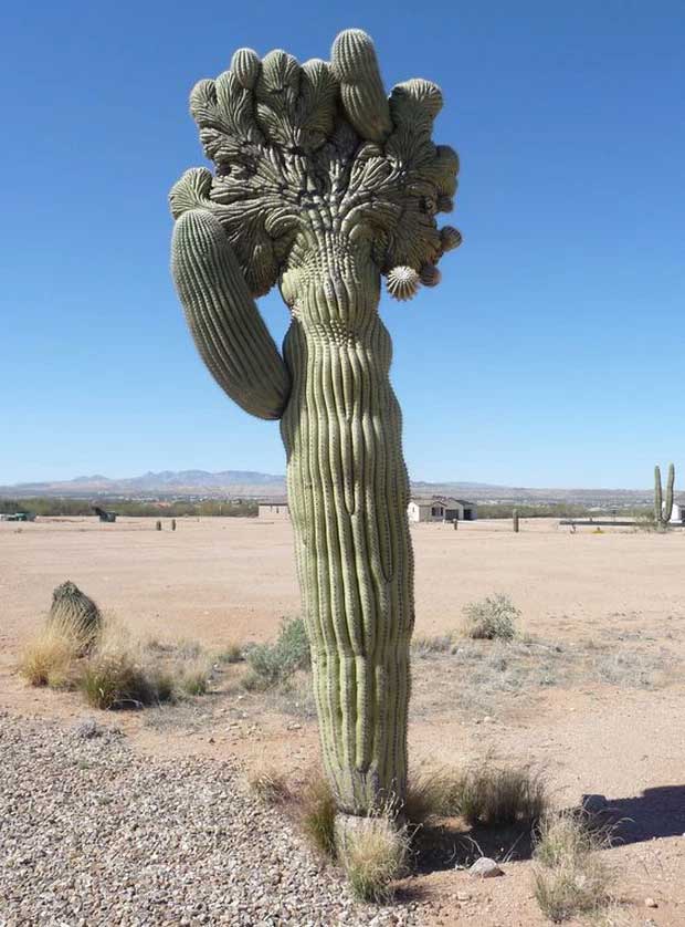 cactus amigables