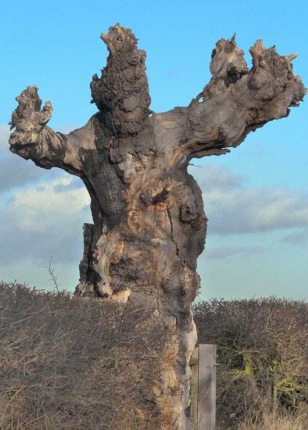 Árbol "dios enojado"