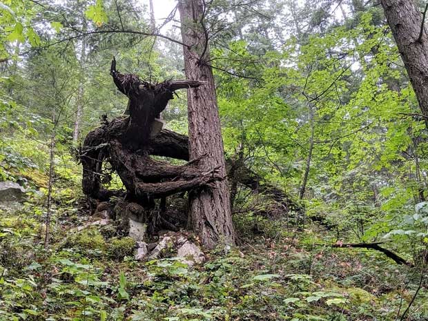 Aparece el árbol del mal