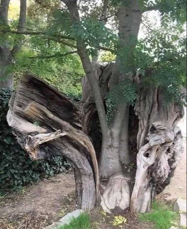 El árbol madre da a luz a árboles bebés