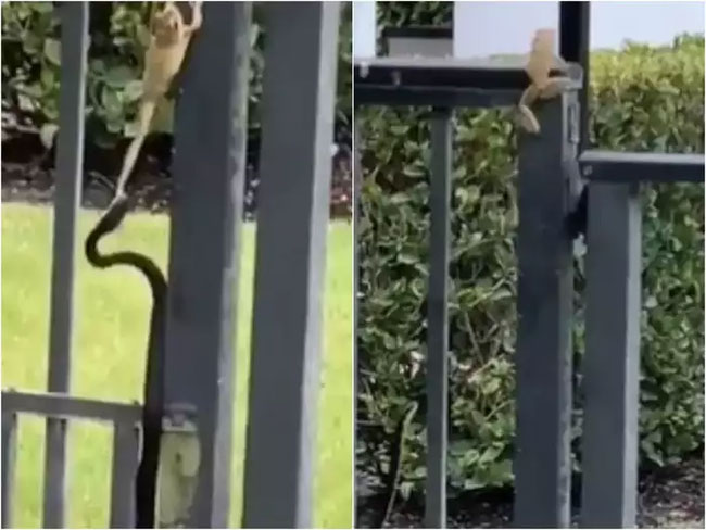 The snake is biting the leg of a frog that is trying to climb the bars.