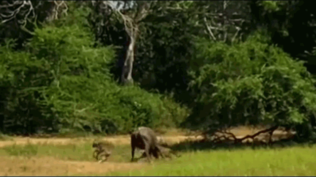 Trâu mẹ điên cuồng húc vào người con báo để giành lại con non.