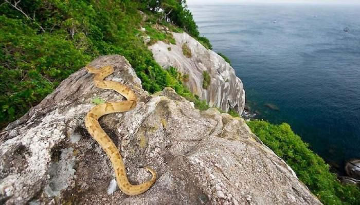 Có hàng trăm loài rắn độc khác nhau sinh sống tại đây.