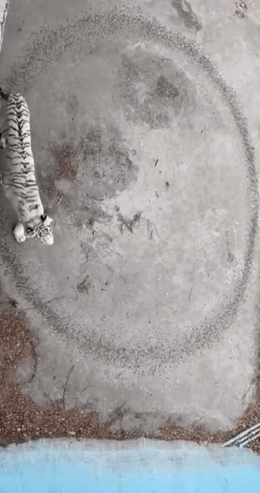 Con hổ Bengal đi thành vòng tròn một cách vô thức trong khuôn viên chuồng chật hẹp.