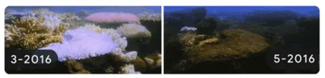 Time-lapse trong Google Doodle cho thấy tình trạng tẩy trắng nghiêm trọng ở rạn san hô Great Barrier