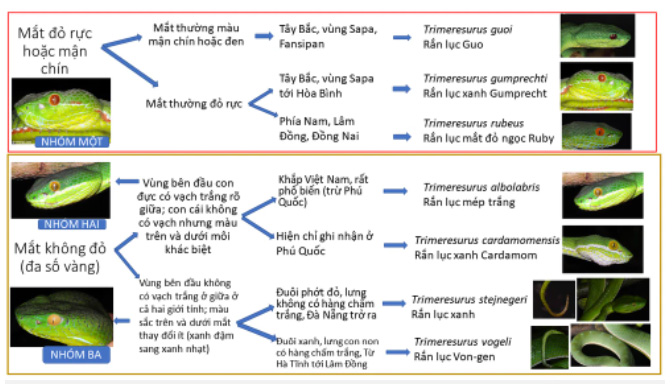 Nhìn thì tưởng rắn lục đuôi đỏ nhưng lại không đơn giản như vậy, có tới 7 loài khác nhau!