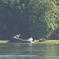 Bất chấp sự nguy hiểm của cá sấu, rái cá mẹ lao vào tấn công để bảo vệ con non