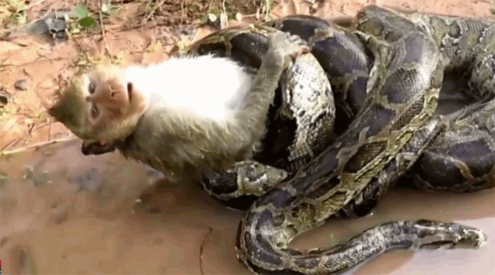 An hour later, the monkey was swallowed by the python.