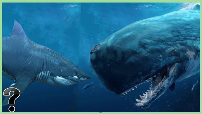 Megalodon đối đầu với siêu cá nhà táng, con nào sẽ thắng?