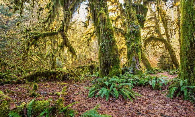  Rêu và địa y phủ kín thân cây trong rừng mưa Hoh ở Washington. 