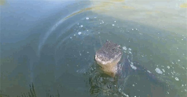 "Sát thủ đầm lầy" phóng thẳng lên ca nô, tấn công cặp đôi câu cá