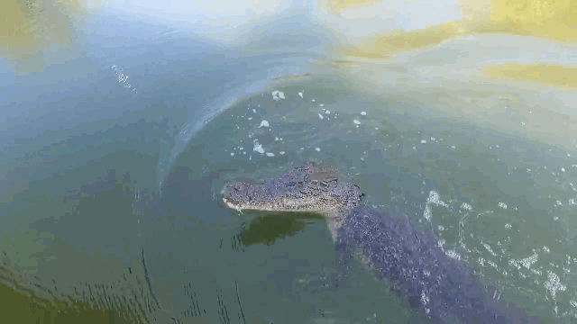 Crocodile leaps out of the water, attacking the fisherman.