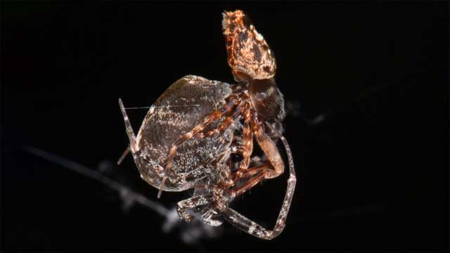 Nhảy vọt đi để tránh bị ăn sau khi giao phối, nhện đực chia tay bạn tình ở tốc độ 3km/h