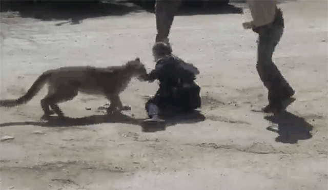 The female officer pushed the mountain lion away and struck its nose.
