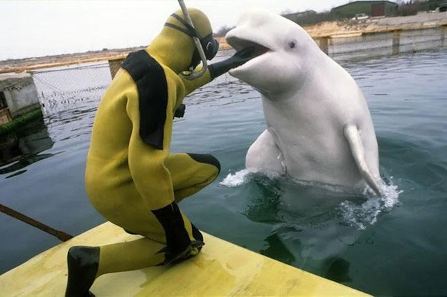 Một thợ lặn của quân đội Ukraine huấn luyện động vật biển có vú ở bán đảo Crimea vào năm 1992