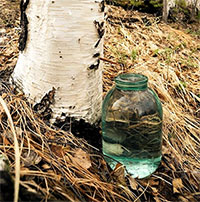 Món "nước dừa" lạ lẫm chảy ra từ thân cây bạch dương, thức uống được ưa chuộng ở Phần Lan