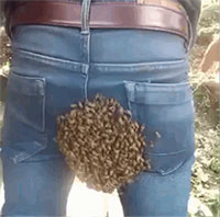 Kỳ lạ cảnh nam thanh niên bị đàn ong bâu đúng "chỗ hiểm"