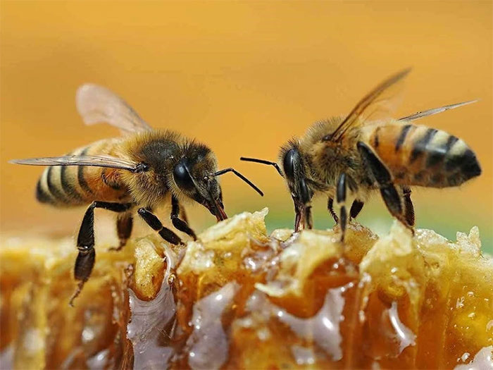 Bất ngờ với khả năng biết tính số chẵn, lẻ của loài ong mật
