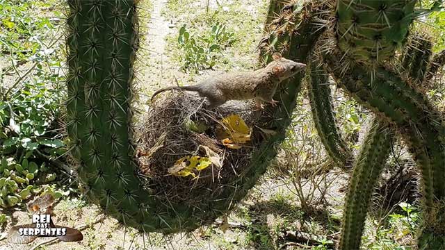Nest of the short-tailed opossum.