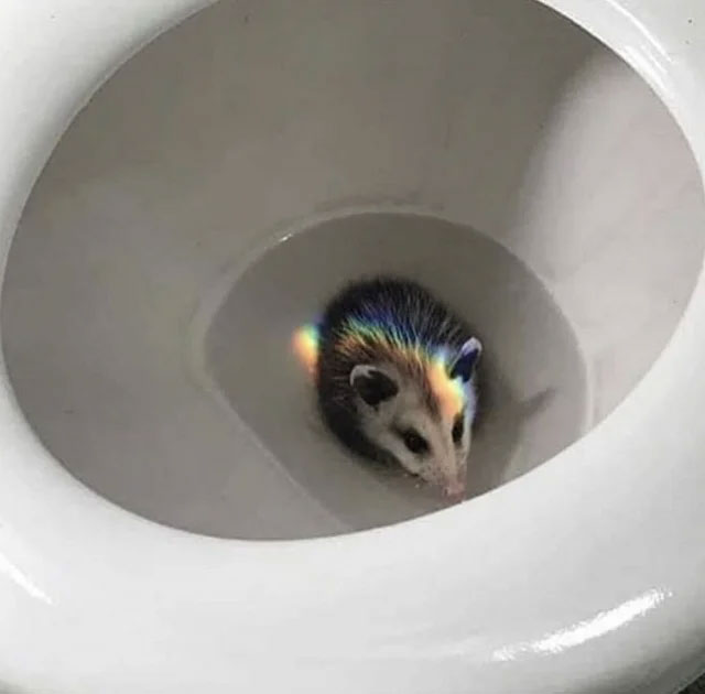 Chồn Possums có thể chui vào nhà vệ sinh của bạn theo cách tương tự như loài chuột.