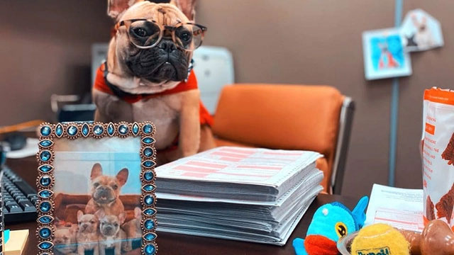 Kỳ lạ thị trấn suốt 20 năm bầu cử chó làm thị trưởng, riêng kết quả bỏ phiếu mới nhất lại gây bất ngờ