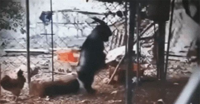 Thấy con dê đi 2 chân, chủ lấy điện thoại ghi lại, những gì diễn ra sau đó gây rùng mình