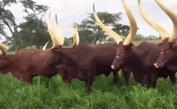  Những con bò Watusi.