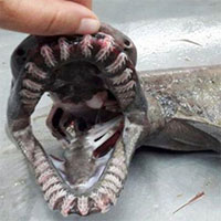 Mục sở thị "quái vật biển" có tới 300 chiếc răng